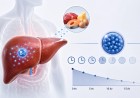 B12-vitamin: mennyi ideig képes raktározni a szervezet?