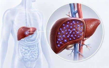 A B12-vitamin raktározásának egyszerű szemléltetése a máj kiemelésével