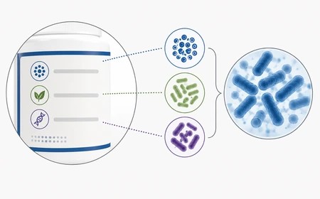 Nemzetség, faj és törzs hierarchiája egy probiotikum címkéjén